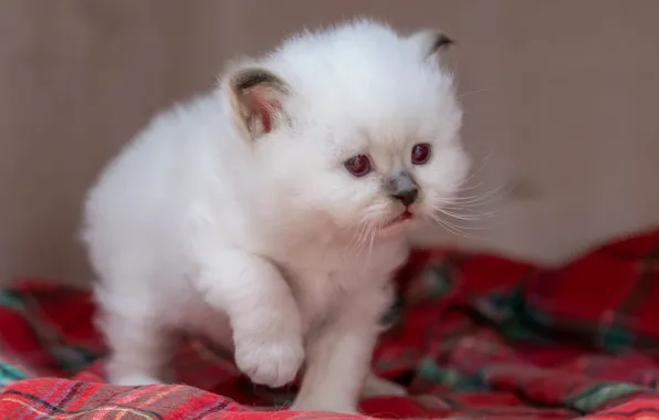 Cat, white, look, red, pose, kitty, wall, baby