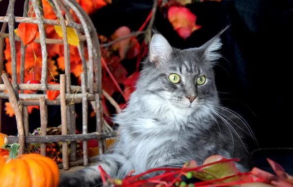 Autumn, cat, cat, look, face, branches, pose, grey
