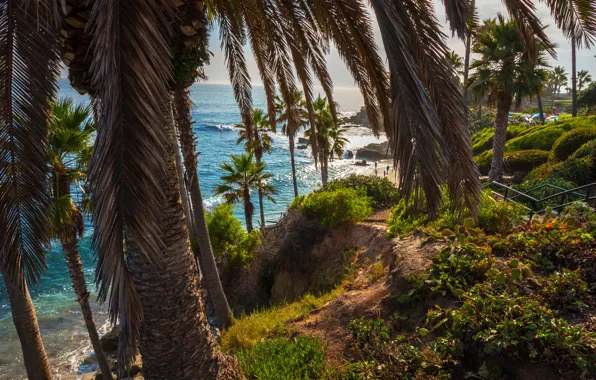 Picture sea, greens, beach, the sun, stones, palm trees, shore, CA