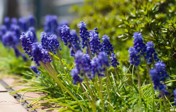 Macro, flowers, blue, blur, Muscari