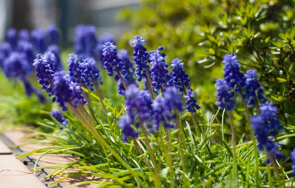 Picture macro, flowers, blur, blue, Muscari