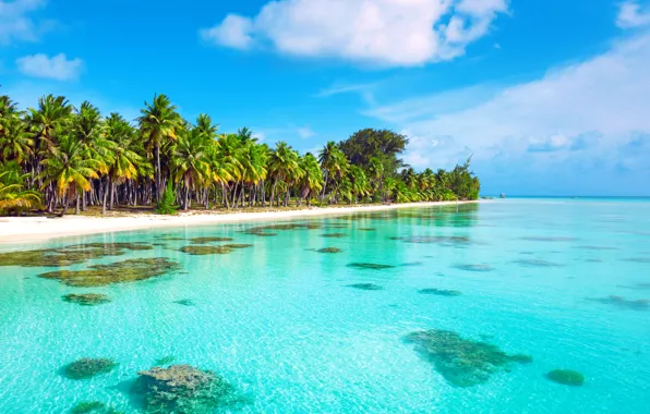 Picture nature, tropics, palm trees, the ocean, exotic