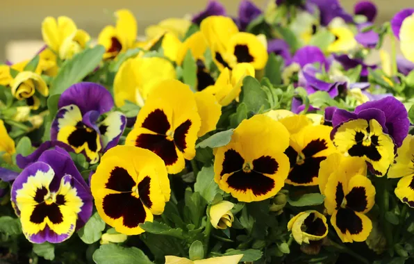 Yellow, blooming, pansies