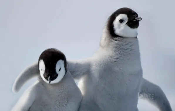 Picture bird, friendship, penguin, Antarctica