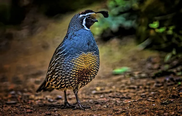 Bird, crest, quail