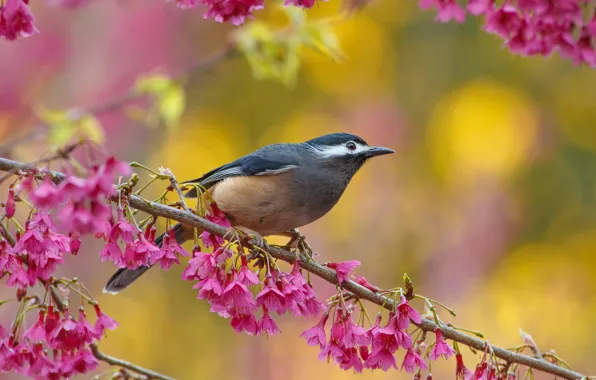 Picture flowers, branches, bird, bird