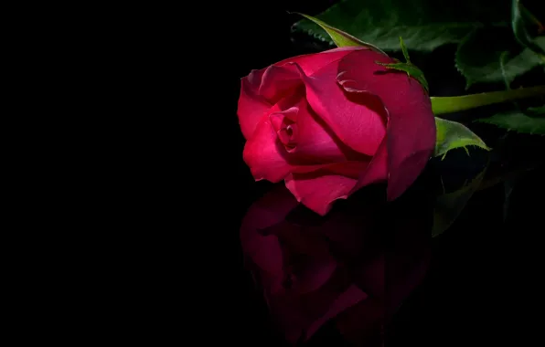 Picture reflection, rose, black background, closeup, Burgundy