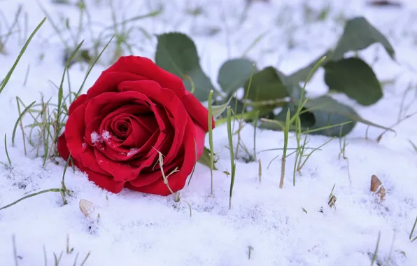 Picture snow, roses, weed