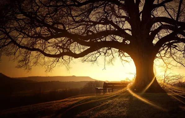 The sun, sunrise, tree