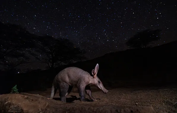 Night, Stars, Trees, The aardvark, Alexander Sanin, The finished story