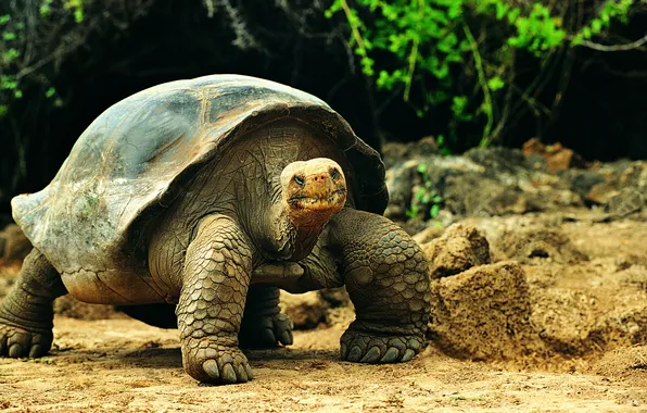 Picture stones, head, claws, Turtle, shell