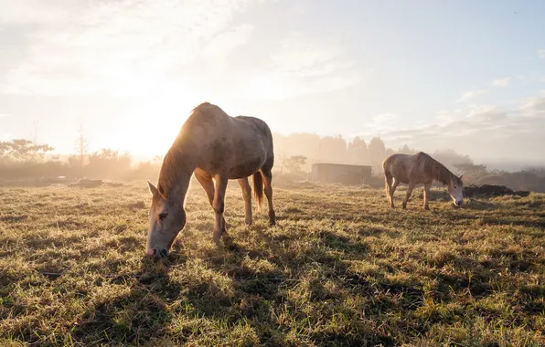 Fog, horses, morning