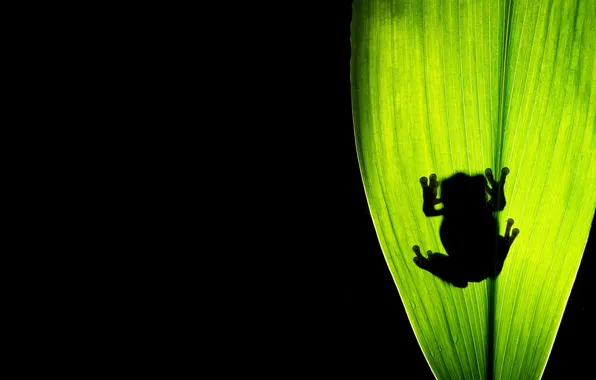 Picture macro, background, frog, shadow