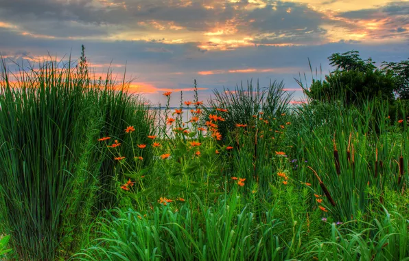 The sky, grass, clouds, flowers