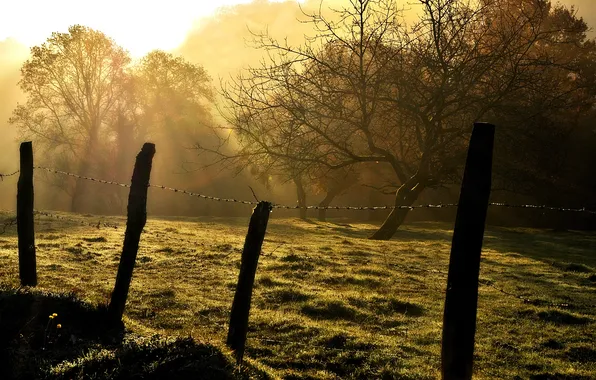 The sky, grass, rays, trees, landscape, nature, barbed wire