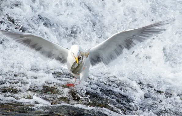 Nature, river, bird, fish