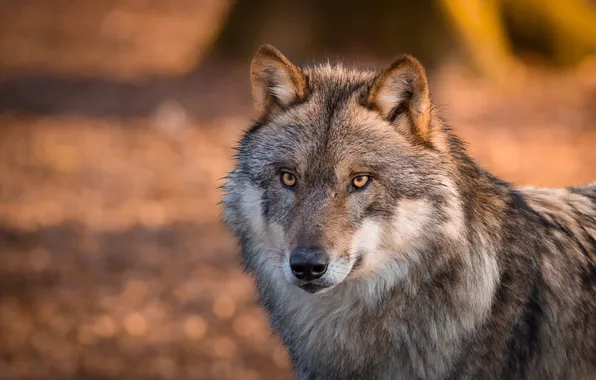 Eyes, wolf, wool. predator