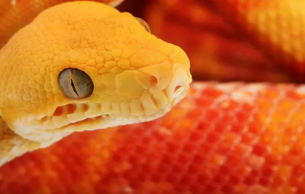 Picture yellow, Wallpaper, snake