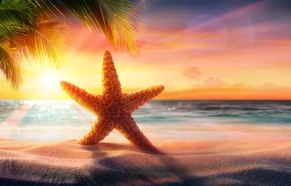 Sand, sea, beach, star, beach, sea, sunset, sand