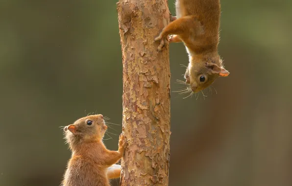 Picture tree, a couple, twins, proteins