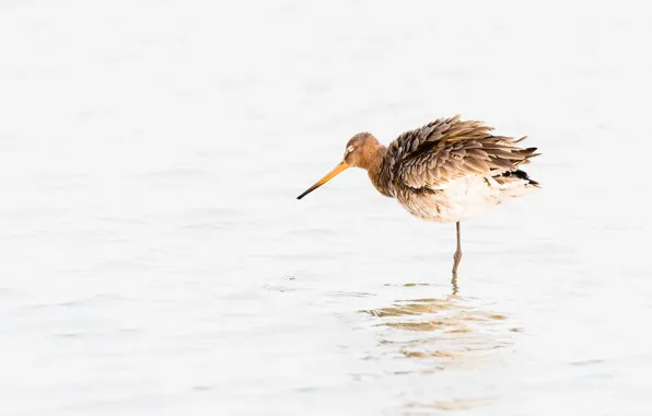 Picture water, bird, beak, black-tailed Godwit