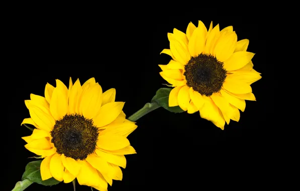 Flowers, plants, sunflowers, blooming
