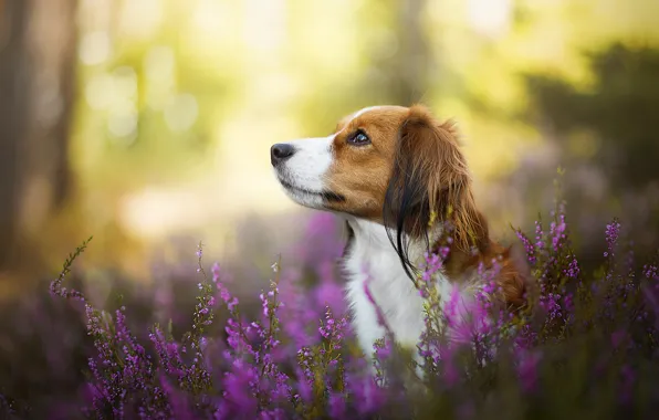 Dog, bokeh, Heather, kooikerhondje