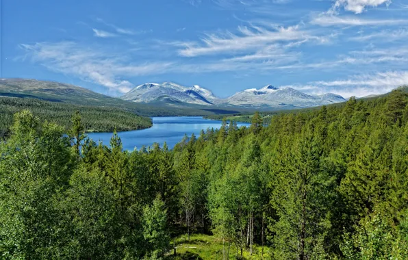 Greens, The sky, Mountains, Forest