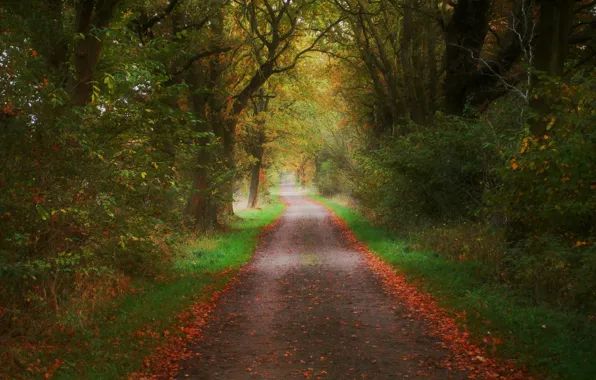 Picture autumn, leaves, trees, nature, colors, track, Nature, falling leaves