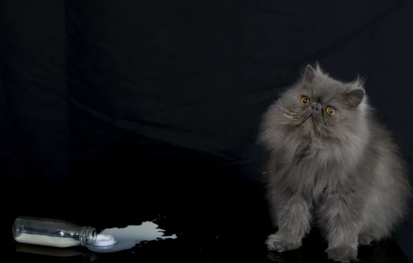 Cat, bottle, fluffy, milk, Persian cat
