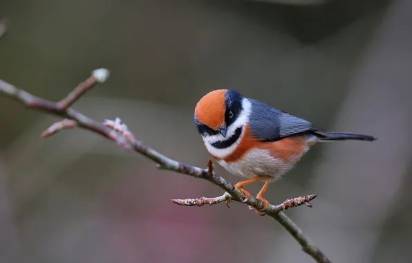 Background, bird, branch, tit, Ryzhevolosaya long-tailed tit