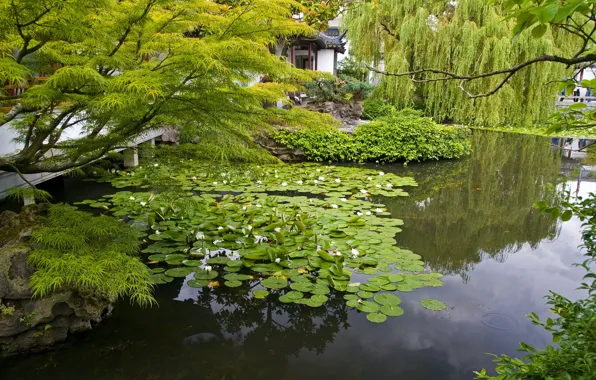 Branches, nature, pond, photo, garden, water lilies