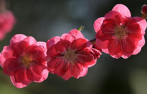 Flowers, tree, branch, spring, Sakura, flowering