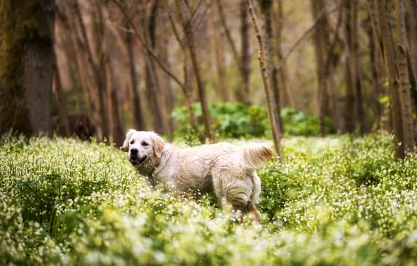 Picture forest, grass, trees, flowers, dog, Retriever