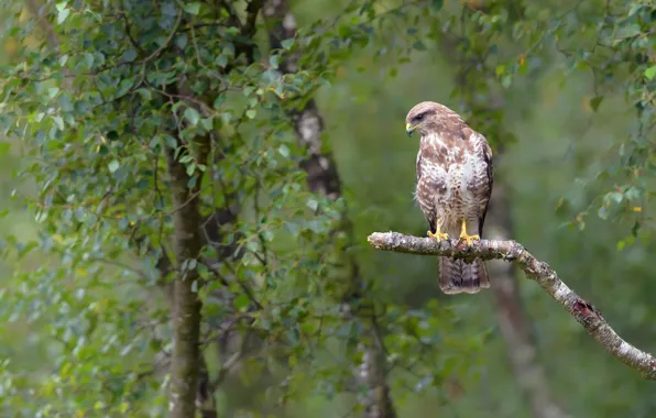 Nature, bird, Falcon