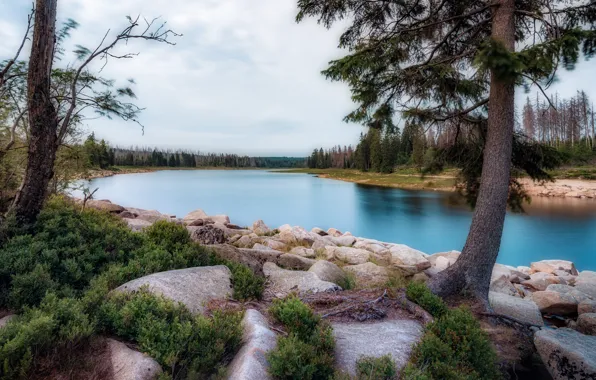 Picture trees, stones, shore, pond, pine