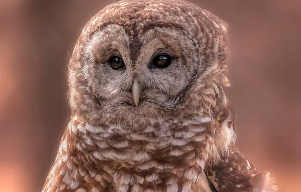 Look, background, owl, bird, portrait, owl