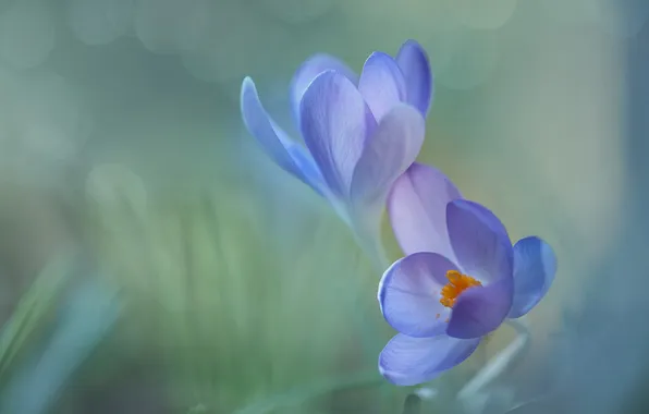 Flowers, blur, spring, petals, crocuses, gentle, Duo, lilac