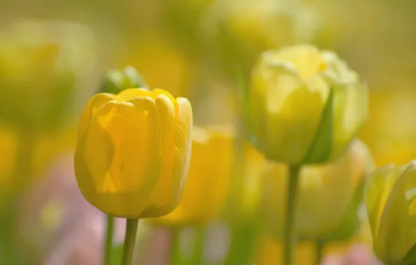 Bud, tulips, bokeh, yellow tulips