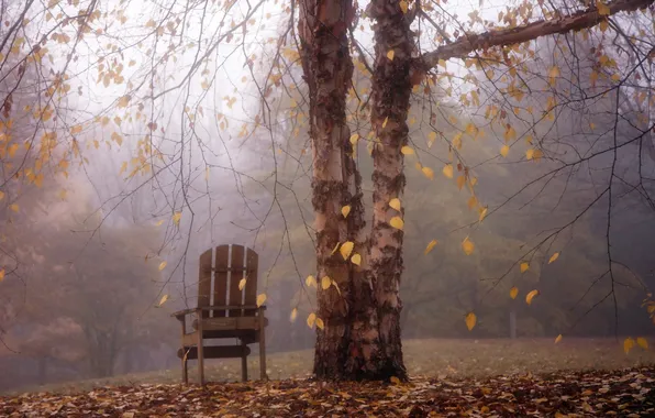Picture autumn, landscape, fog, tree, chair