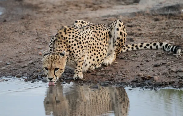 Cat, stones, Cheetah, drink, pond