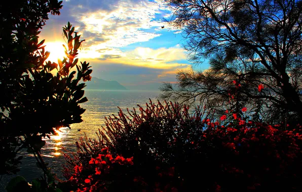 Trees, lake, dawn, morning, Switzerland, shrub