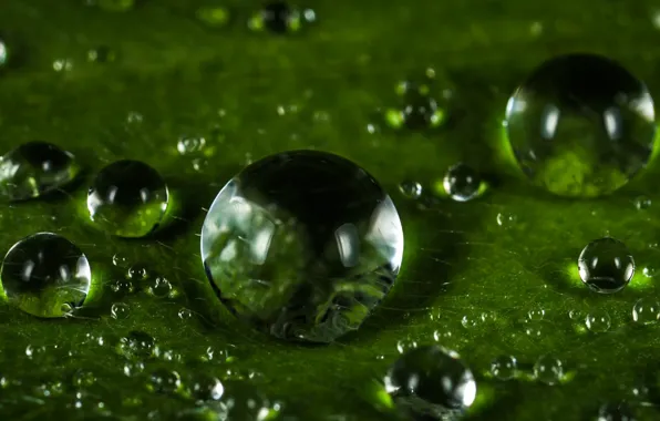 Drops, Plant, Green, Rosa, Green, Water, Wet, Drops
