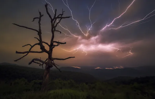 The storm, night, tree