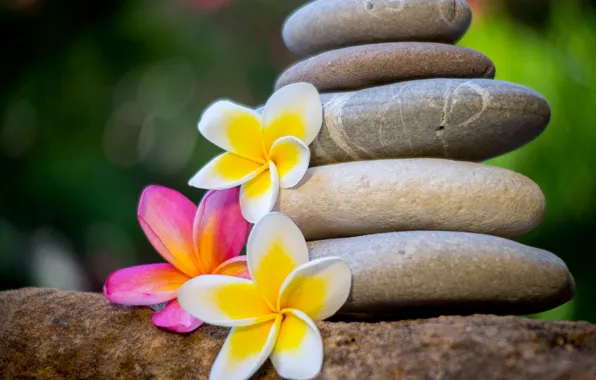 Flowers, pebbles, stones, plumeria, frangipani