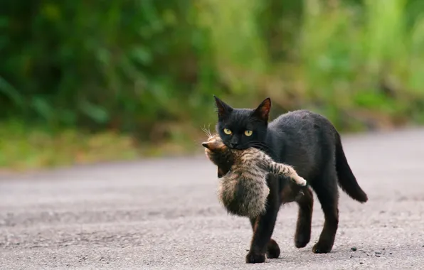Road, cat, black, baby, cub, kitty, care, mom