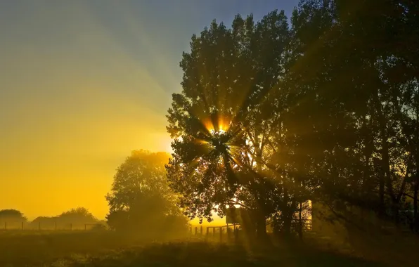 The sun, night, sunrise, tree