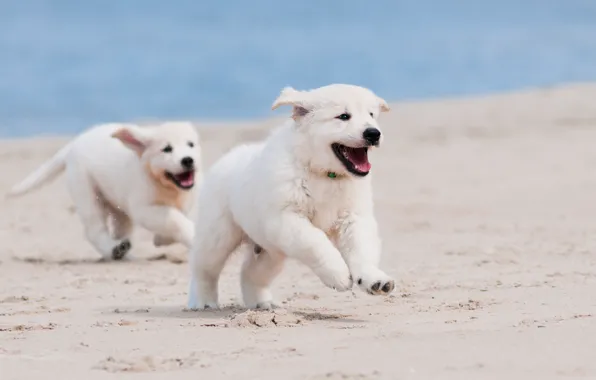 Sand, dogs, beach, macro, puppies, running