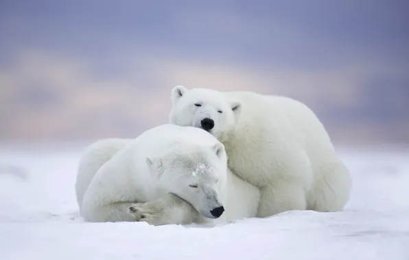Picture winter, animals, snow, nature, predators, pair, polar bears