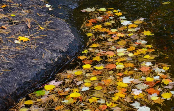 Autumn, leaves, water, stream, stone, needles